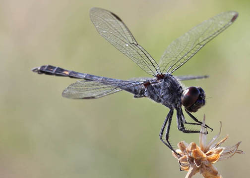 oSeaside dragonlet 1.jpg